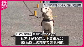 【環境省】「ヒアリ探知犬」の導入に向け実証試験…国内での定着防ぐ　環境省