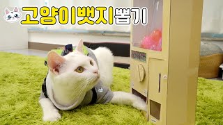 Cat is Doing Grab A Prize Machine!  (ENG SUB)