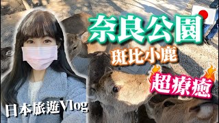 日本旅遊Vlog｜奈良公園被斑比小鹿追殺🦌 近距離接觸超療癒❤️