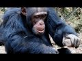 The culture of tool use in primates