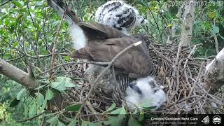 大安鳳頭蒼鷹 Daan Crested Goshawk - 觀察阿母的羽毛／ Looking at Mom's feather 20200511