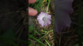 Florida Man Encounters Littlebell Morning Glory - Herb