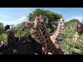 Giraffe Conservation Murchison Falls Uganda - The Metzger Foundation