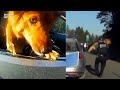 Dog Leaps Out of Car Window to Escape Traffic Stop