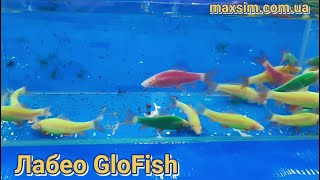 Лабео глофиш (GloFish) светящиеся #GloFish#лабеоГло