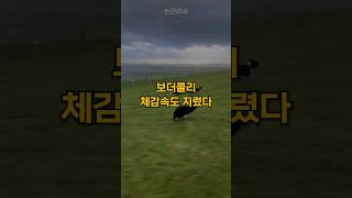 보더콜리를 키우기전에 꼭 봐야하는 영상#shorts