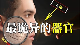 人体最奇特的器官，科学家都无法解释其原理，还藏着针灸的奥秘 【小红虾实验室】