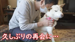 久しぶりに会った飼い主に柴犬が取った行動に心が締め付けられました…【感動】