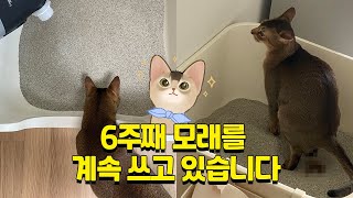 모래 부자 루이가 모래 전체갈이를 하지 않고 있는 사연 ft. 강집사 블랙 마스터