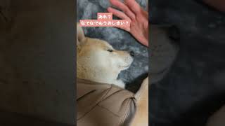 眠たいけどなでなでもしてほしい豆柴さくら🐕