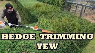 Hedge trimming Yew, The professional way