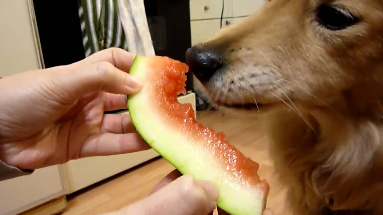 Rolly Dog Eating Watermelon Youtube