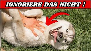 7 Überraschende Anzeichen, dass du ein großartiger Hundehalter bist!