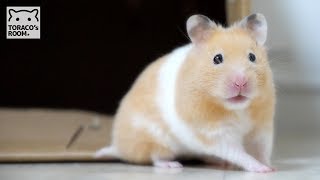 くりこは加湿器を狙っています。【ゴールデンハムスター】/Hamster