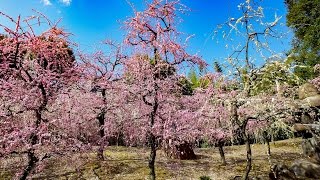 (4K)城南宮 しだれ梅と椿まつり 京都ぶら歩き・散歩 散策 - Jyonan-gu KYOTO WALKING with DJI OSMO