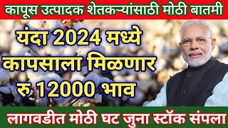 यंदा 2024 मध्ये कापसाला मिळणार रु 12000 भाव| कापूस लागवडीत झाली मोठी घट| kapus bajar update|