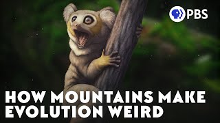 The Strange Primates That Thrived In The Mountains