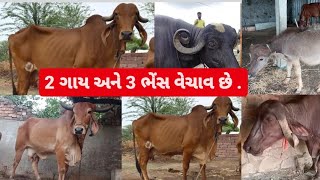 2 ગાય અને 3 ભેંસ વેચાવ છે . || ગુજરાત પશુલે-વેચ || || pasu levech ||