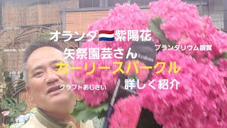 初めてのガーデニング！オランダ🇳🇱紫陽花矢祭園芸さんのクラフトあじさい！カーリースパークル‼️