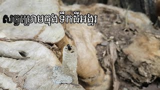 សត្វម្រោម-The mamals in Angkor territory | CHAN TRAA