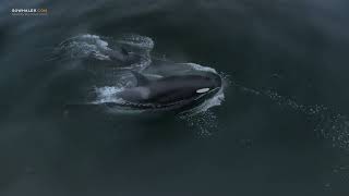 Killer Whales VS Mola Molas (and even a few angry humpbacks)