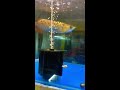 feeding arowana prawn arowana feeding short shorts pets arowana aquarium