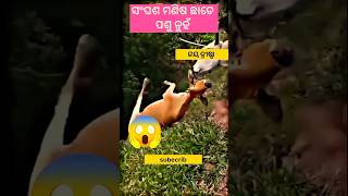 ସଂଘସ ମଣିଷ ଛାଡେ ପଶୁ ନୁହଁ https://youtube.com/shorts/CfvCxEbFpK0?si=-628sBKTqgpbChXY#viralvideo#odia