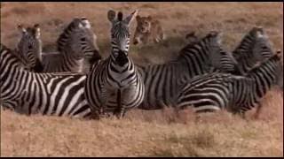 PBS a Evolution Ep 4 The Evolutionary Arms Race