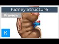 Kidney: Structure and Function (preview) - Human Anatomy | Kenhub