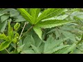 amazingplant gongura sorrelleaves പുളിവെണ്ട i sorrel leaves i gongura l