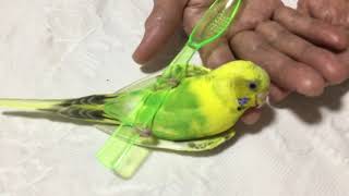 セキセイインコ  ハルクイン　おもちゃを持って、指を枕にするかわいいピーコちゃん　ペット　小動物