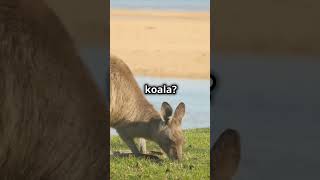 Australia is the Ultimate Travel Destination - Real Fact about Australia