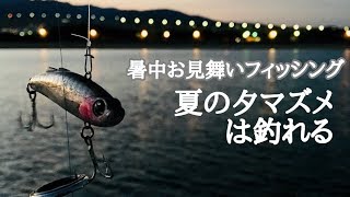 簡単で涼しい夕マズメだけ釣りしてきたよー【南芦屋浜】