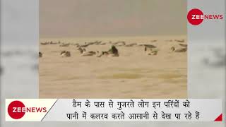 Arrival of migratory birds in Hazaribagh  | हजारीबाग पहुंचे प्रवासी परिंदे