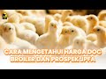 Cara Mengetahui Harga Doc Broiler dan Prospek JPFA