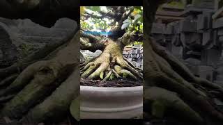 #bonsai elegan tampil anggun..