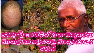 బట్టతలపై జుట్టు మొలిపించే ఉమ్మెత్త చెట్టు ఆకులు | Ummetta chettu