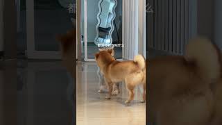 肥胖且超凶柴犬 猫狗双全 猫狗大战