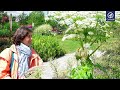 angelica angelica archangelica essential oil plant portrait by dr. malte hozzel