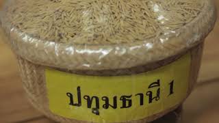 สารคดีข้าวหอมปทุมธานี