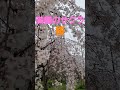 桜 コブクロ 満開のサクラ2024 交野市大阪府 music cherry 桜 コブクロ flowers 桜花 sakura