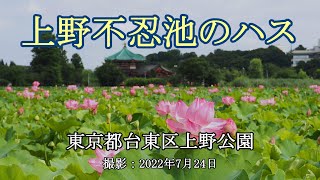 上野不忍池のハス [4K] Lotus at Shinobazu Pond in Ueno