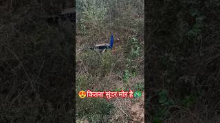 🦚કેટલો સુંદર મોર છે જુઓ🦚#peacock🪶#birds#गाँव#ગામડું❤#sagarjoshivlogs#nature🌱#saveenvironment🌏#shorts