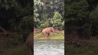 കുട്ടിശ്ശങ്കരൻ ദാണ്ടെ വീണ്ടും എത്തി | ചിറ്റാർ | പത്തനംതിട്ട #shorts #short #shortsvideo