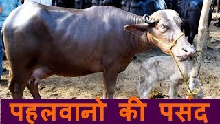 95000 में बिकी भूरी भैंस I Unique Brown Nili Ravi Buffalo at Khanna Mandi Punjab