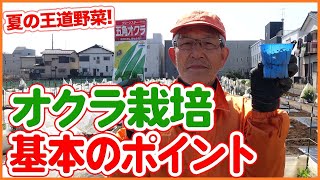 家庭菜園や農園でオクラ栽培の基本を徹底解説！土作りからお世話方法まで夏野菜の王道オクラの育て方をご紹介！【農園ライフ】