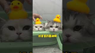 【#陈秃秃的一家】洗猫很难吗?还好吧 #邦啊 #洗猫 #傻猫的日常