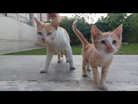 Mother Cat Comes To Feed Milk To Kitten Who Was Crying And Searching ...