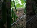 cucumber farming