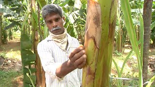 വാഴകളില്‍ വിഷംകുത്തിവെച്ച് സാമൂഹ്യവിരുദ്ധര്‍; അന്വേഷണം | Thrissur farmer